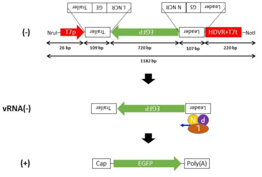 단백질 발현 확인을 위한 홍역 mini-genome system의 모식도