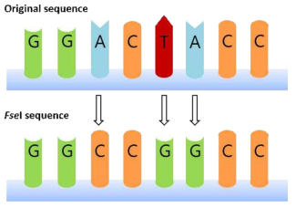3개의 변이로 새롭게 도입된 FseI 제한효소 부위