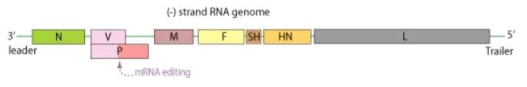 RNA editing을 통한 유행성이하선염 바이러스 P 단백질의 발현