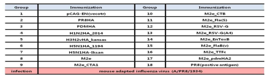 마우스 면역 및 감염에 사용된 HA 및 M2e based DNA vaccine 면역 항원