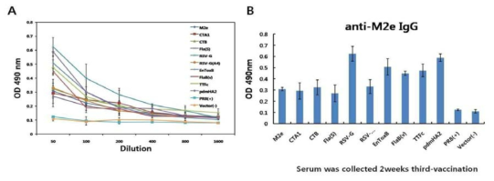 M2e항원 기반 DNA vaccine 면역에 의한 M2e 특이적 항체 생성