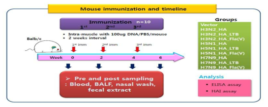 고효율 인플루엔자 HA 항원 유전자 DNA 백신 면역 동물 실험 일정