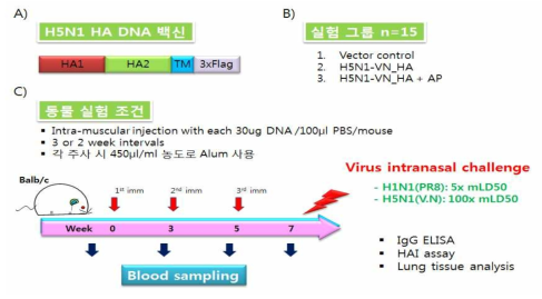 조류인플루엔자 HA DNA 백신의 Alum에 의한 면역 증강 기전연구를 위한 동물실험 일정