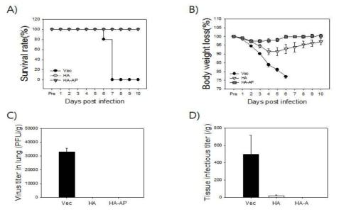 Alum에 의한 H5N1의 H5 HA DNA 백신의 H5N1바이러스 감염에 대한 방어 효과