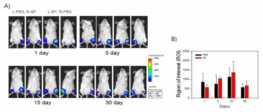 Alum(AP)에 의한 DNA백신 접종 후 항원 단백질의 in vivo 발현량 분석