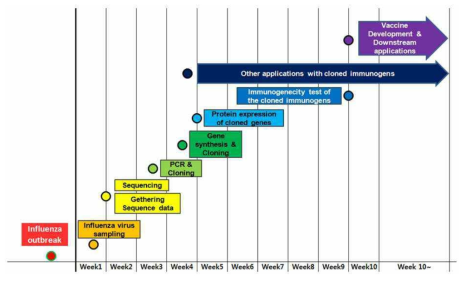 고병원성 신변종인플루엔자 발생에 대응 항원설계 제작 및 면역원성 검증 Timeline