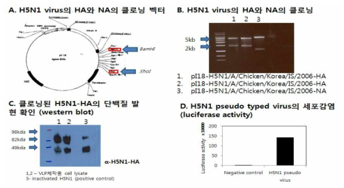 국내 발생 조류인플루엔자바이러스(H5N1) VLP의 제작