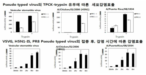 국내발생 A/Chicken/IS/2006 H5N1 VLP의 trypsin처리에 대한 세포 감염효율 증대 효과 및 세포 접종 시 감염 반응시간에 따른 감염 효율 비교