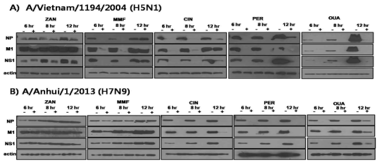치료제 후보 물질 4종에 의한 인플루엔자 바이러스 단백질(NP, M1, NS1) 발현억제