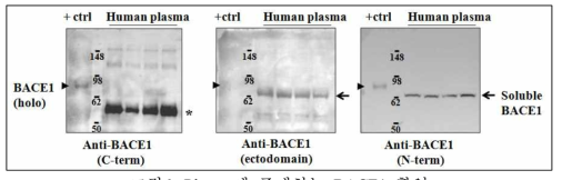 Plasma에 존재하는 BACE1 확인