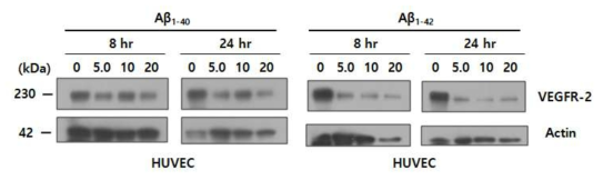 아밀로이드 베타에 의한 VEGFR-2 관련 단백질 발현양 변화 확인