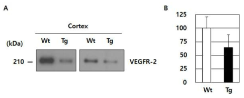 치매모델 생쥐의 대뇌피질 조직에서 VEGFR-2 발현 조사
