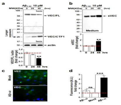 In vitro 연구에서 Aβ1-42에 의한 VE-cadherin 조절기전 확립