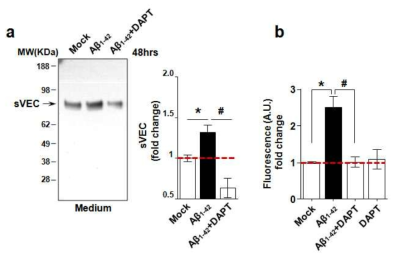 Aβ1-42의 γ-secretase 의존적으로 VE-cadherin 조절기전 확립