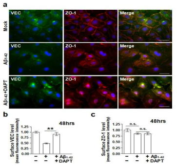 Aβ1-42에 의한 혈관내피세포막 VE-cadherin 단백질의 감소