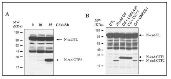 C6 astrocyte cell에서 N-cadherin cleavage 분석