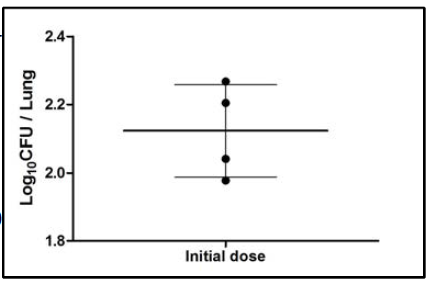 결핵균 initial dose 확인