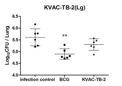 폐에서의 결핵균감염에 대한 KVAC-TB-2 방어효능