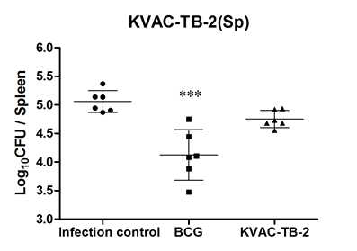 비장에서의 결핵균감염에 대한 KVAC-TB-2 방어효능