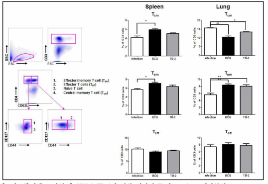 결핵균 감염 후 KVAC-TB-2에 의한 비장의 T 세포 subset 변화분석