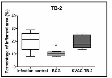 KVAC-TB-2 vaccination에 의한 염증 정도 분 석