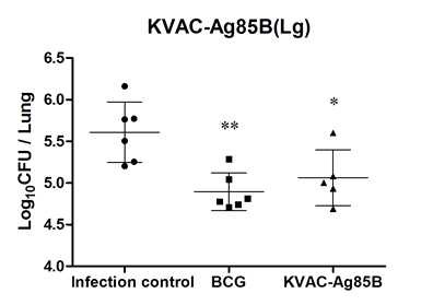 폐에서의 결핵균감염에 대한 KVAC-Ag85B 방어효능