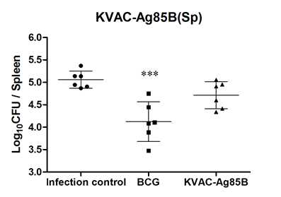 폐에서의 결핵균감염에 대한 KVAC-Ag85B 방어효능