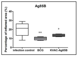 KVAC-Ag85B vaccination에 의 한 염증 정도 분석