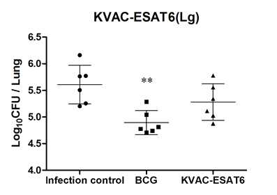 폐에서의 결핵균감염에 대한 KVAC-ESAT6 방어효능