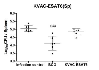 비장에서의 결핵균감염에 대한 KVAC-ESAT6 방어효능