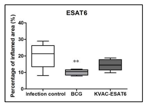 KVAC-ESAT6 vaccination에 의 한 염증 정도 분석