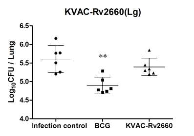 폐에서의 결핵균감염에 대한 KVAC-Rv2660 방어효능