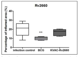 KVAC-Rv2660 vaccination에 의 한 염증 정도 분석