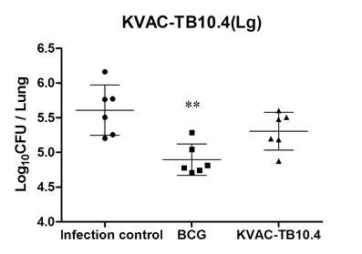 폐에서의 결핵균감염에 대한 KVAC-TB10.4 방어효능