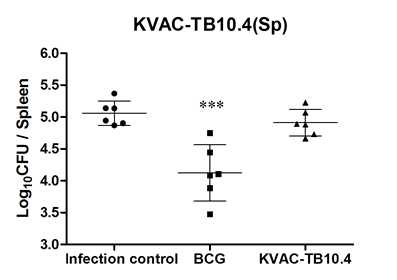 비장에서의 결핵균감염에 대한 KVAC-TB10.4 방어효능