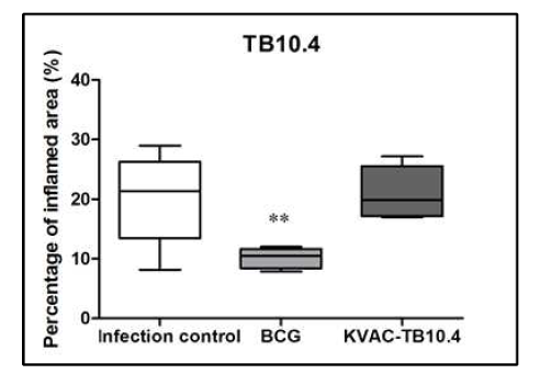 KVAC-TB10.4 vaccination에 의한 염증 정도 분석