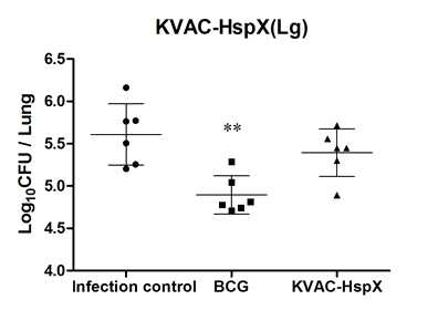 폐에서의 결핵균감염에 대한 KVAC-HspX 방어효능