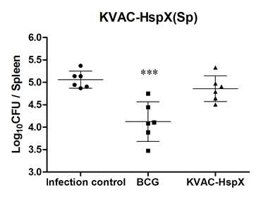 비장에서의 결핵균감염에 대한 KVAC-HspX 방어효능