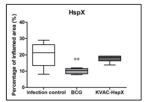 KVAC-HspX vaccination에 의한 염증 정도 분석