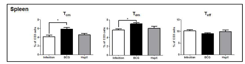 결핵균 감염 후 KVAC-HspX에 의한 비장의 T 세포 subset 변화 분석