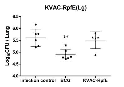 폐에서의 결핵균감염에 대한 KVAC-RpfE 방어효능