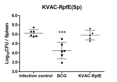 비장에서의 결핵균감염에 대한 KVAC-RpfE 방어효능