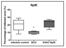 KVAC-RpfE vaccination에 의한 염증 정도 분석