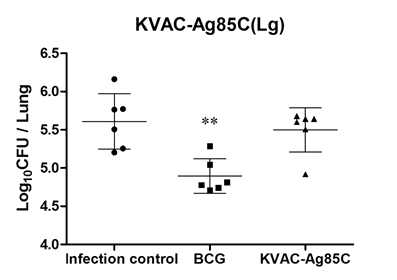 폐에서의 결핵균감염에 대한 KVAC-Ag85C방어효능