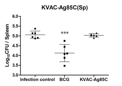 비장에서의 결핵균감염에 대한 KVAC-Ag85C 방어효능