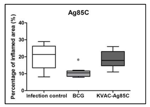 KVAC-Ag85C vaccination에 의 한 염증 정도 분석