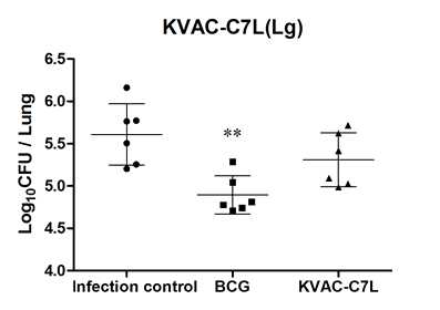 폐에서의 결핵균감염에 대한 KVAC-C7L 방어효능