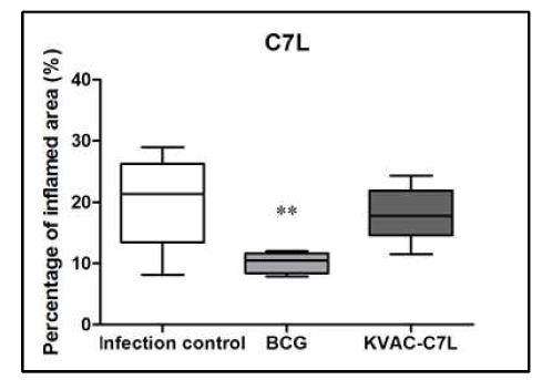 KVAC-C7L vaccination에 의한 염 증 정도 분석