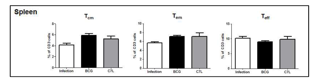 결핵균 감염 후 KVAC-C7L에 의한 비장의 T 세포 subset 변화 분석