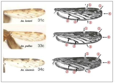 얼룩날개모기속 형태학적 특징 비교